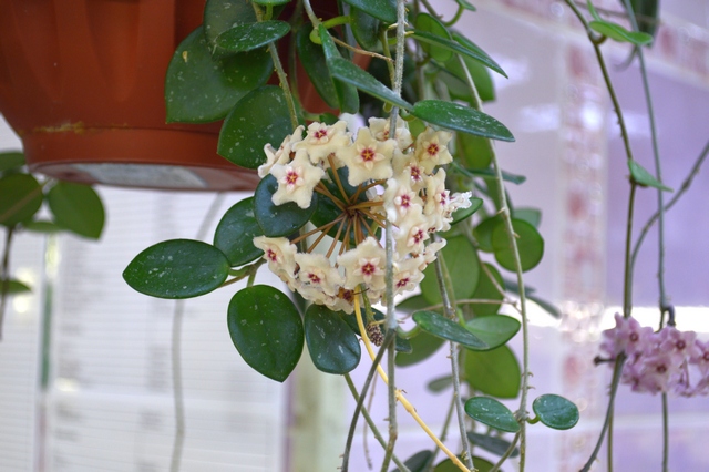 Hoya cv. Mathilde<br />Hoya cv. Mathilde = H. carnosa x H. serpens BE 23<br /><br />Hoya cv. Mathilde названа в честь жены наследного принца Филиппа, получившей после бракосочетания титул принцессы Бельгийской. В настоящее время Mathildе является королевой Бельгии.