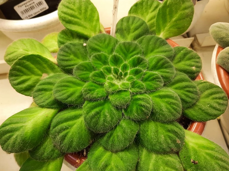 Петрокосмея (Petrocosmea).jpg
