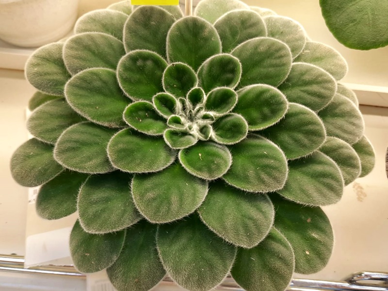 Петрокосмея НТ 2 (Petrocosmea).jpg