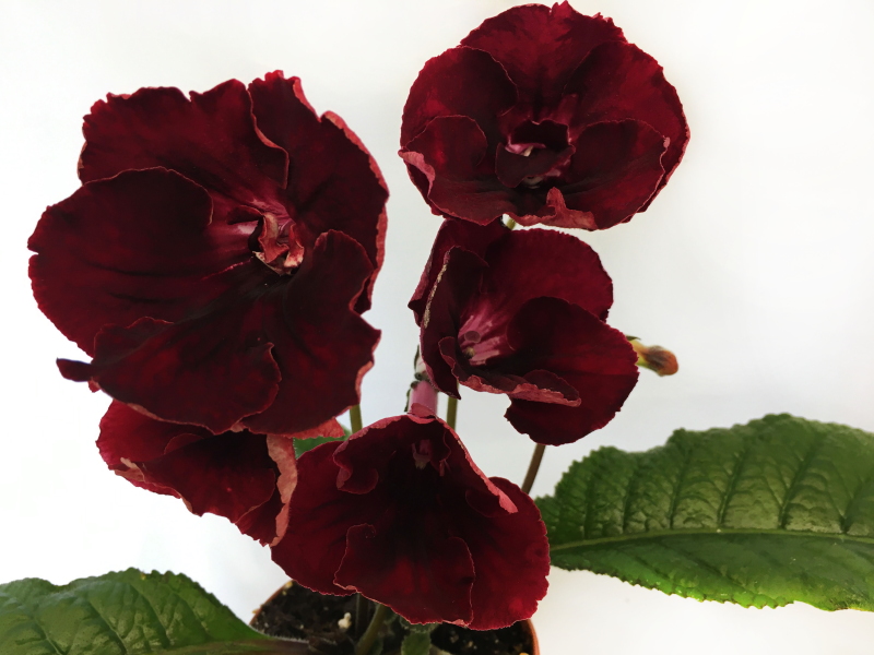 DS-Rouge