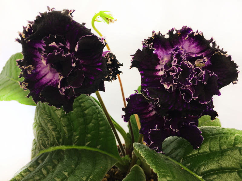 DS-Encre Noire
