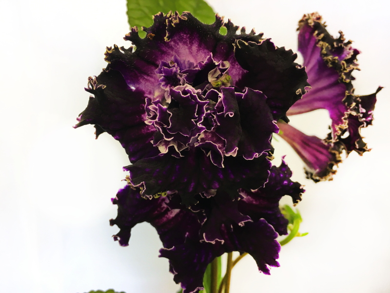 DS-Encre Noire