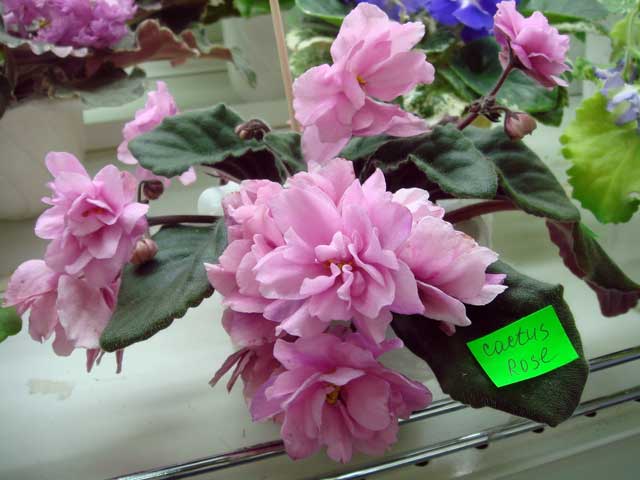Cactus-Rose.jpg