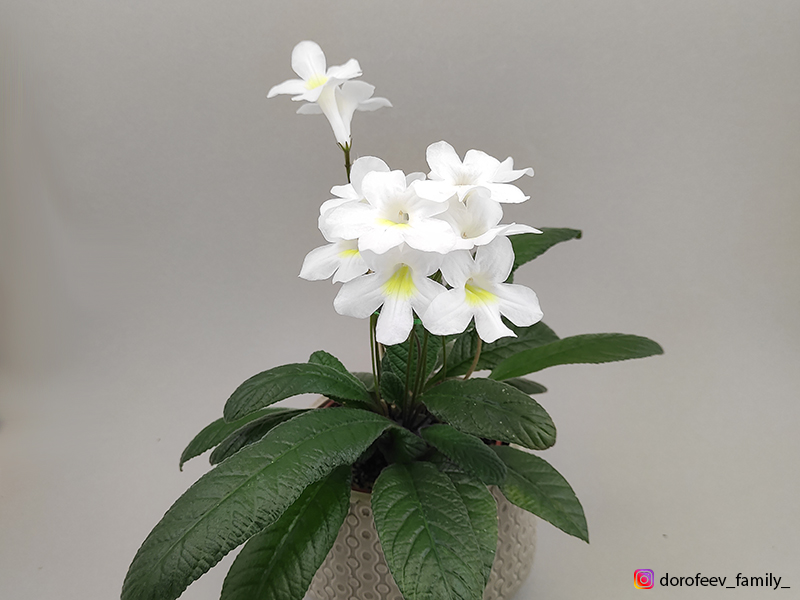Hertland's White Gold