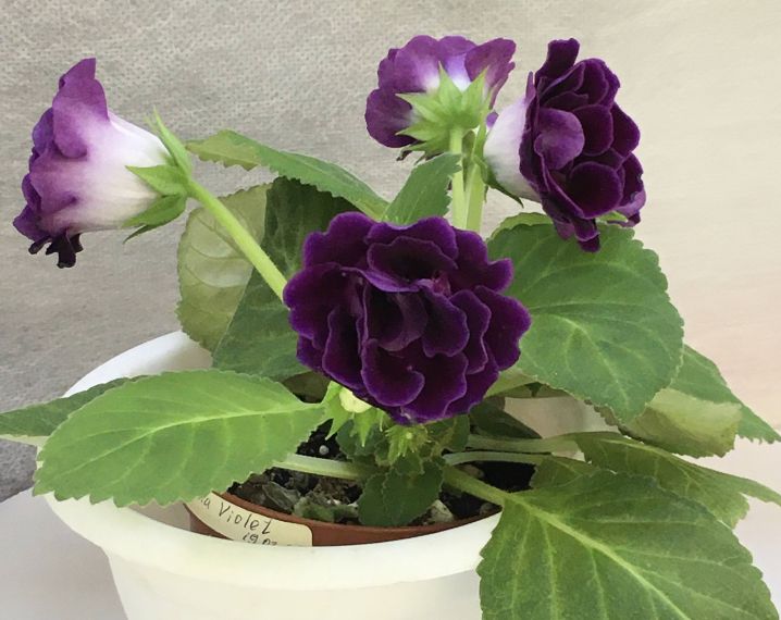 Silvana Violet глоксиния