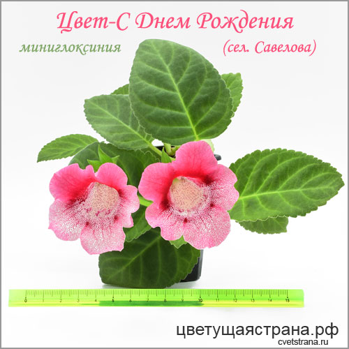 Цвет-С-Днем-Рождения.jpg