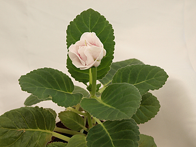 Silvana Pink.jpg