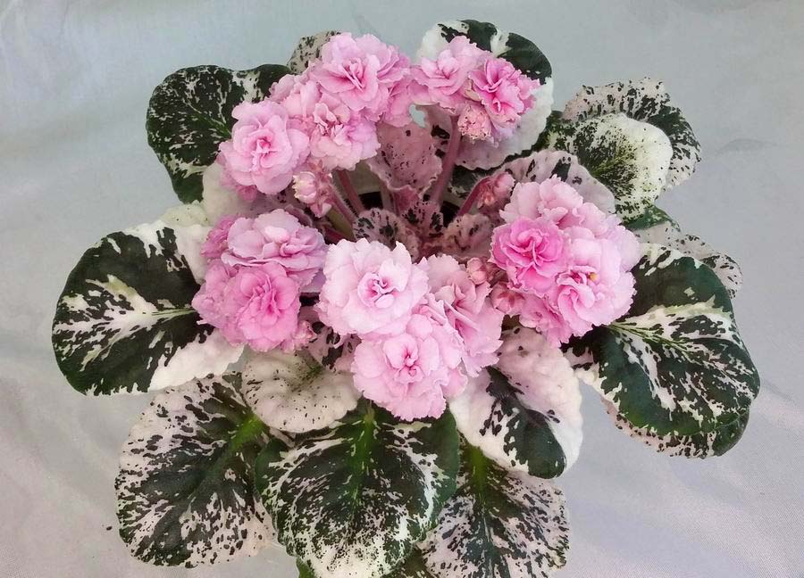 Rose Bouquet.jpg