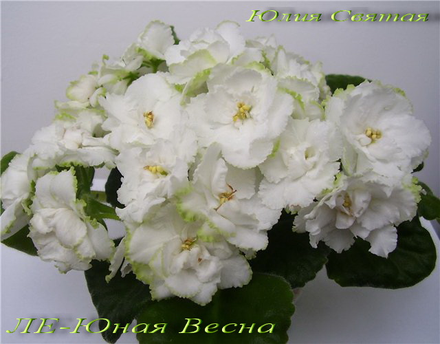 ЛЕ-Юная Весна (Л. Лебецкая)