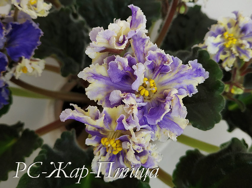 IMG_20210620_164738.jpg