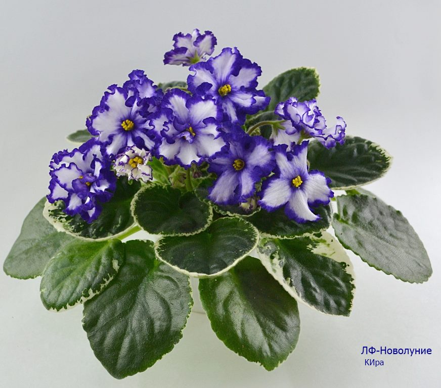 ЛФ-Новолуние.JPG