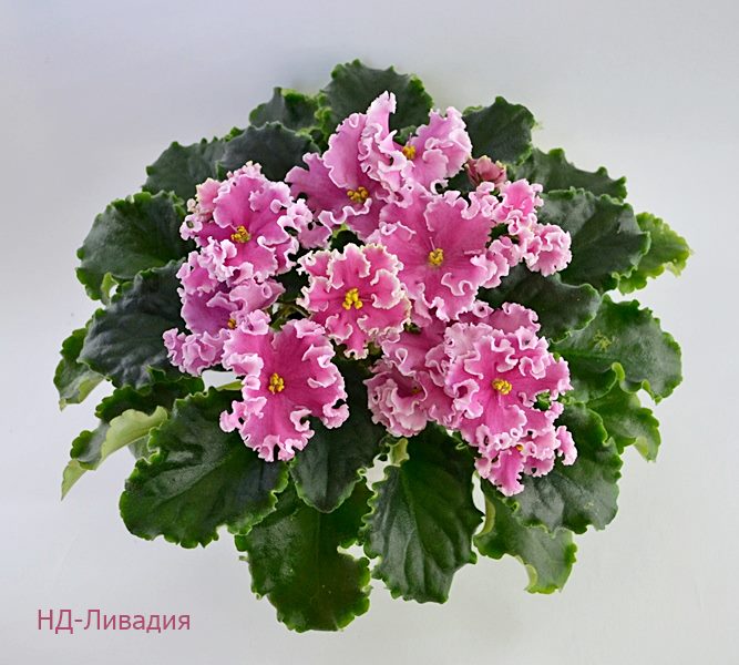 НД-Ливадия.JPG
