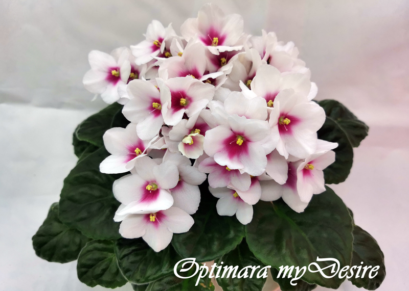 Optimara-myDesire.jpg