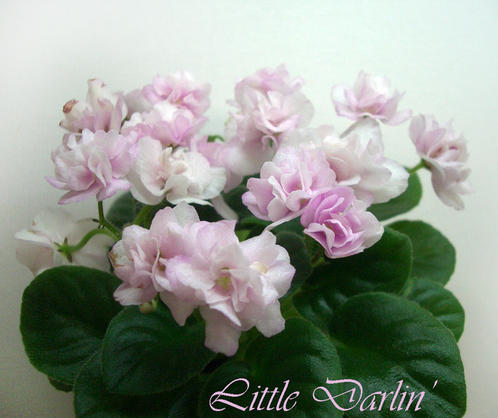 Little Darlin'.JPG