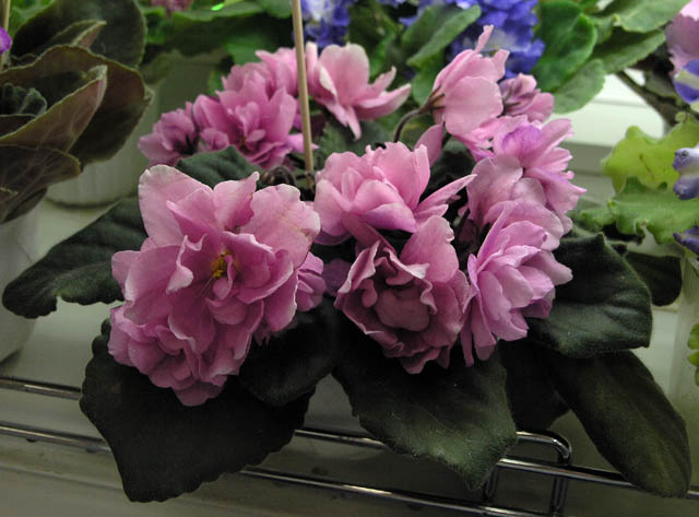 Cactus Rose