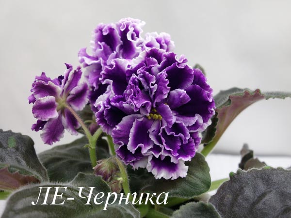 ЛЕ-Черника.jpg