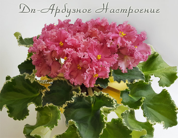dn_арбузное_настроение.jpg