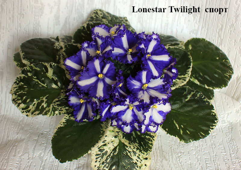 Lonestar-Twilight-спорт.jpg