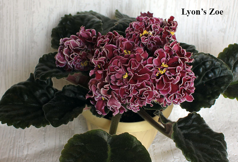 Lyon's-Zoe.jpg