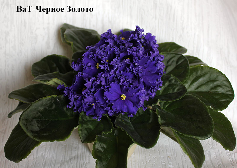 ВаТ-Черное-Золото.jpg