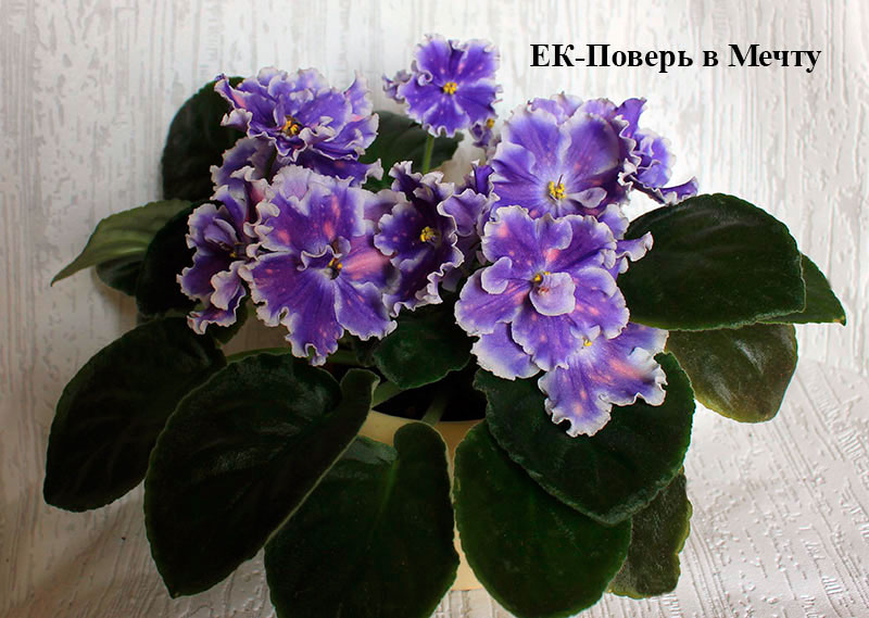 ЕК-Поверь-в-Мечту.jpg