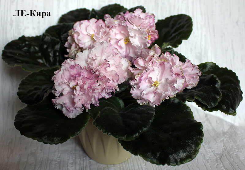 ЛЕ-Кира.jpg