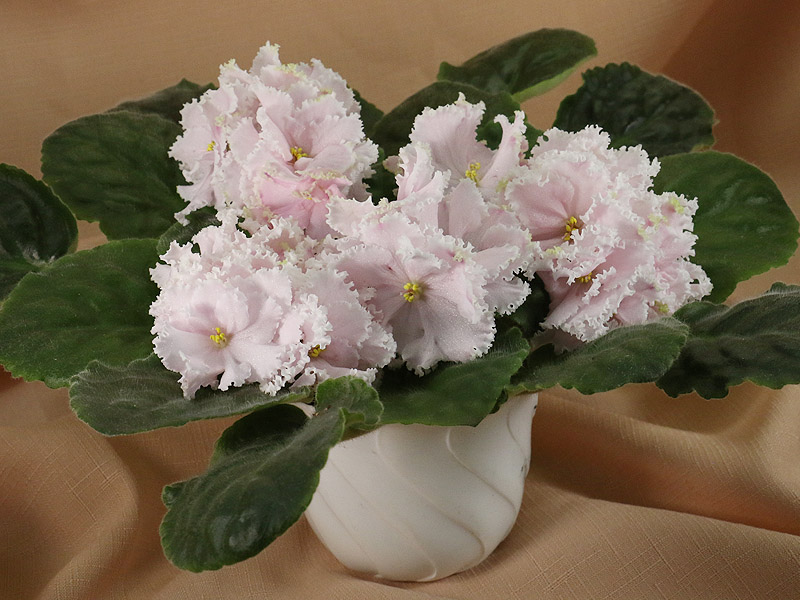 Зима Улыбается