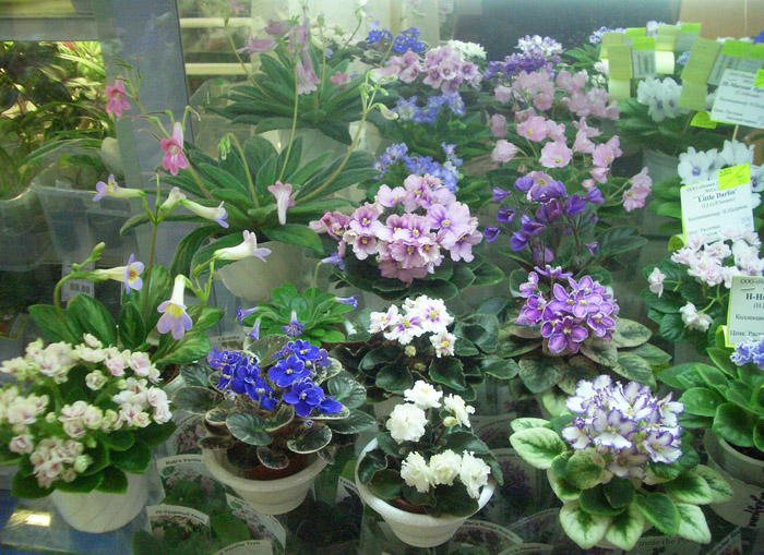 CIMG0027.JPG