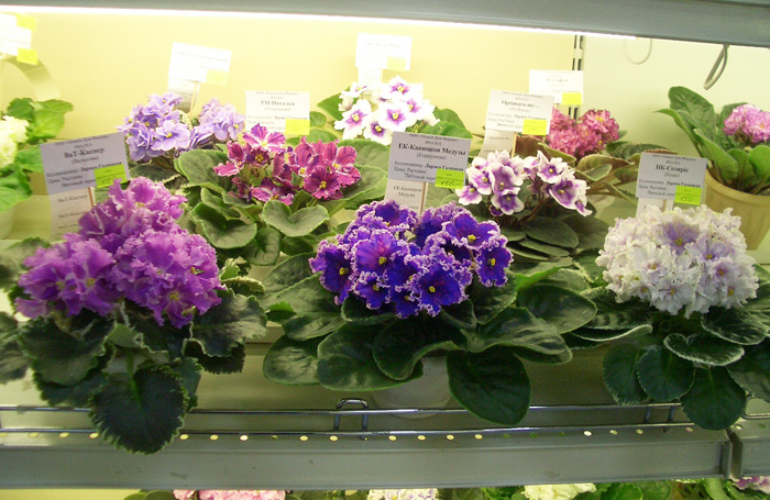 стCIMG0040.JPG