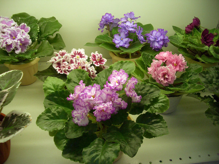 стCIMG0044.JPG