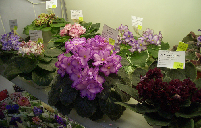 стCIMG0055.JPG