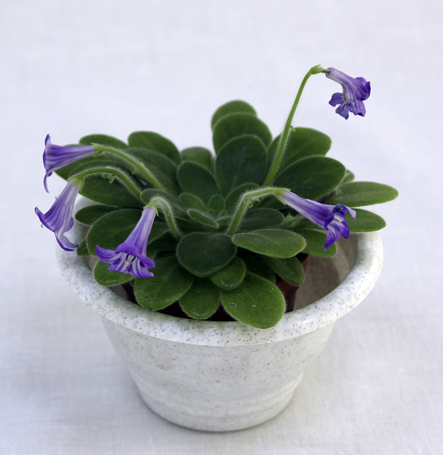 2 место – Primulina petrocosmeoides, колл. Н. Старостенко