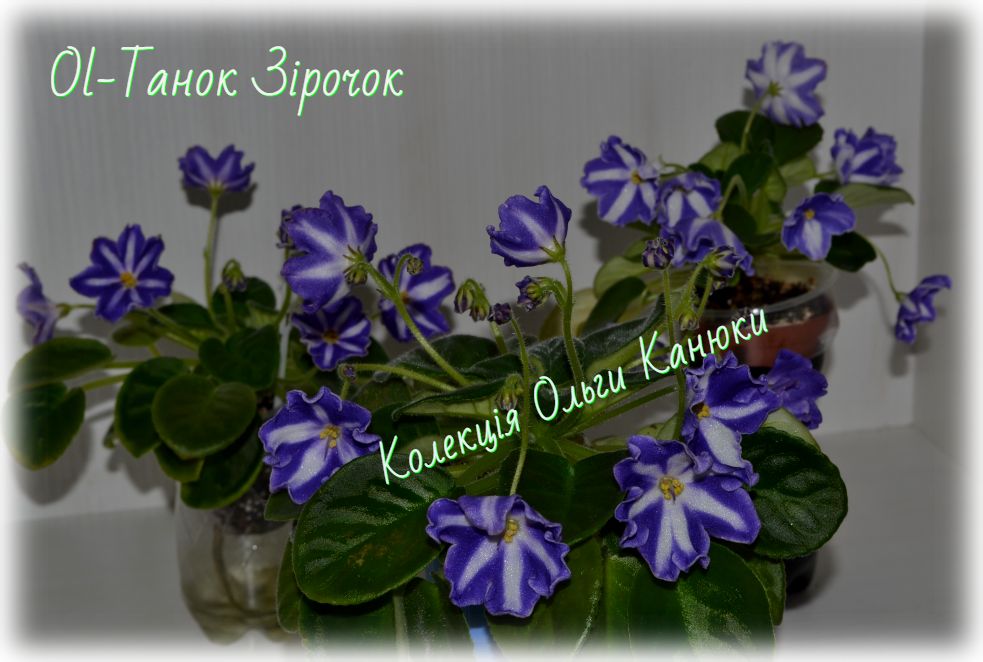 Ol-Танок Зірочок (О.Канюка)