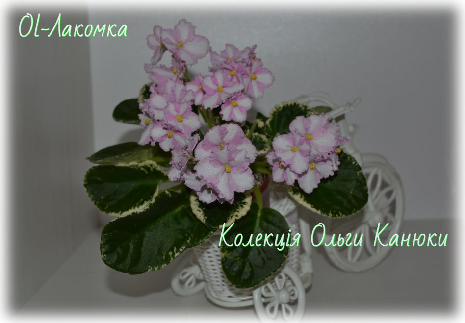 Ol-Лакомка (Ольга Канюка)