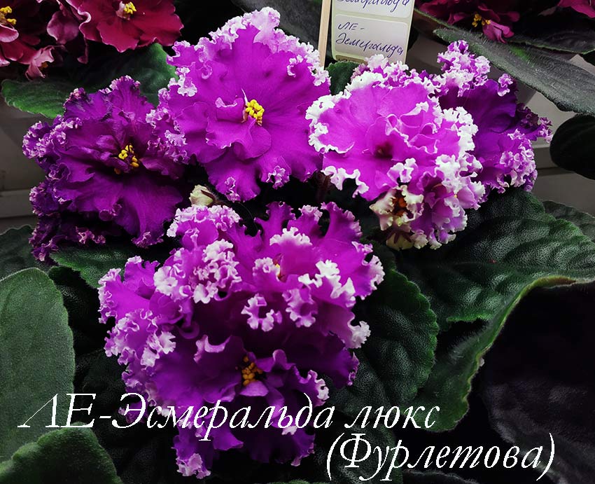 IMG_20210626_154035.jpg