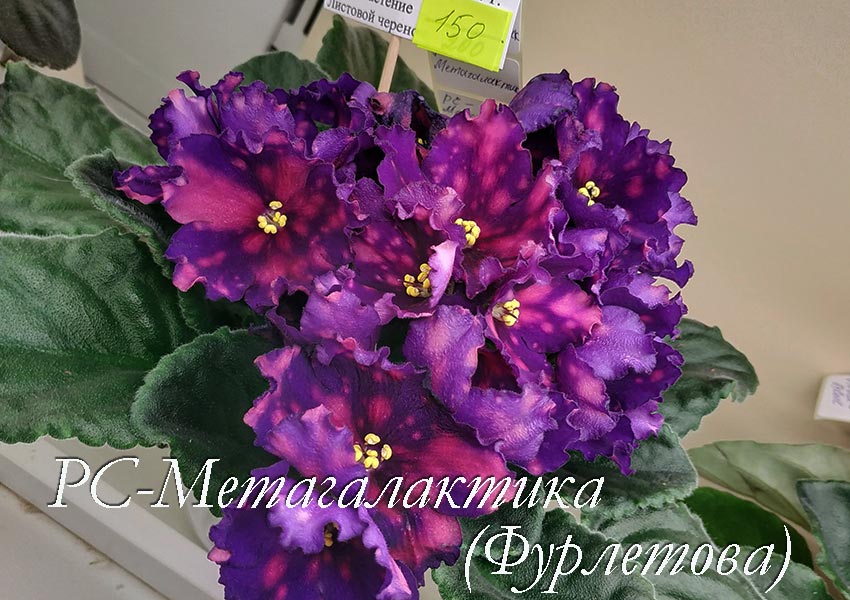 IMG_20210626_154105.jpg