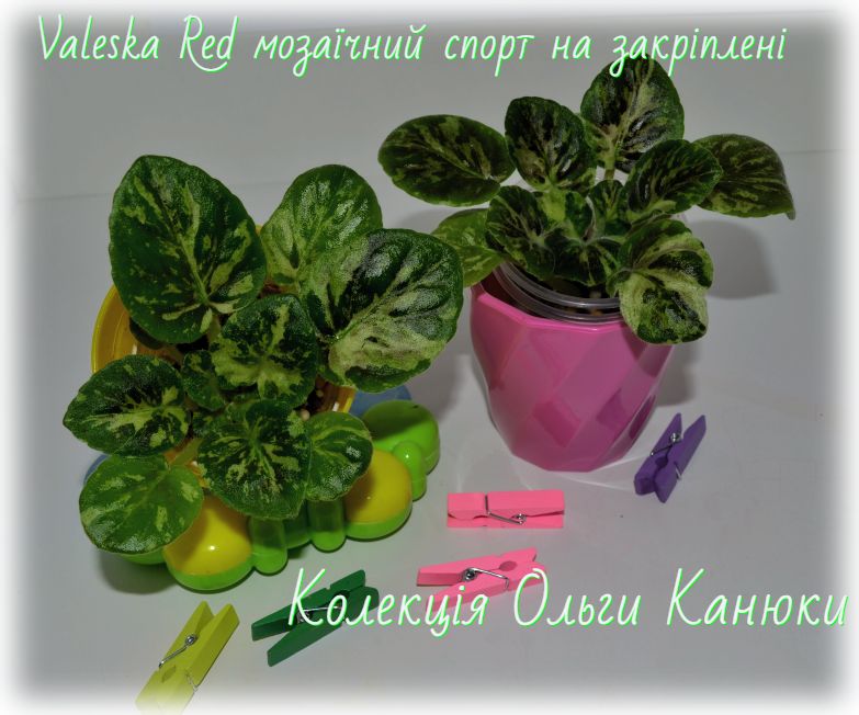Ol-Любовь в Большом Городе (Ольга Канюка)