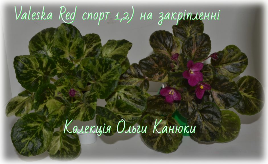 Ol-Любовь в Большом Городе (Ольга Канюка)