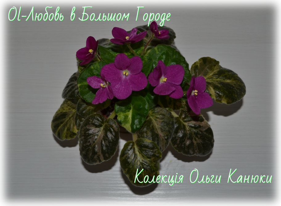 Ol-Любовь в Большом Городе (Ольга Канюка)
