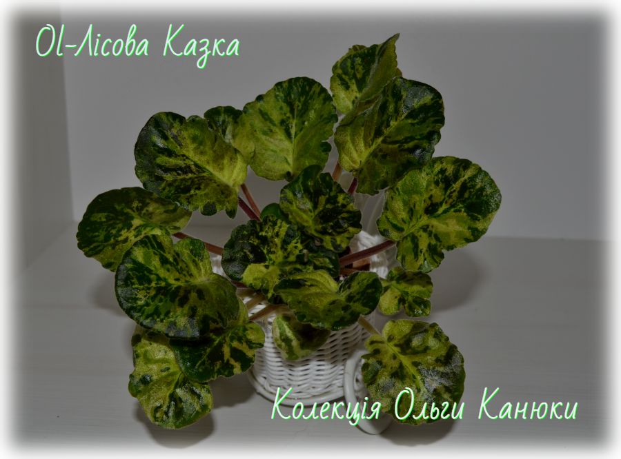 Ol-Лісова Казка (Ольга Канюка)