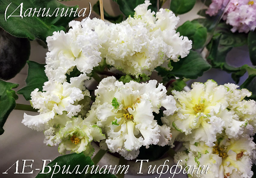 IMG_20210627_141416.jpg