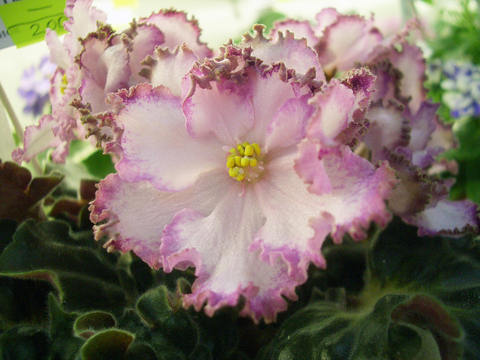ЛЕ-Пряная Корица. Галицкая.jpg