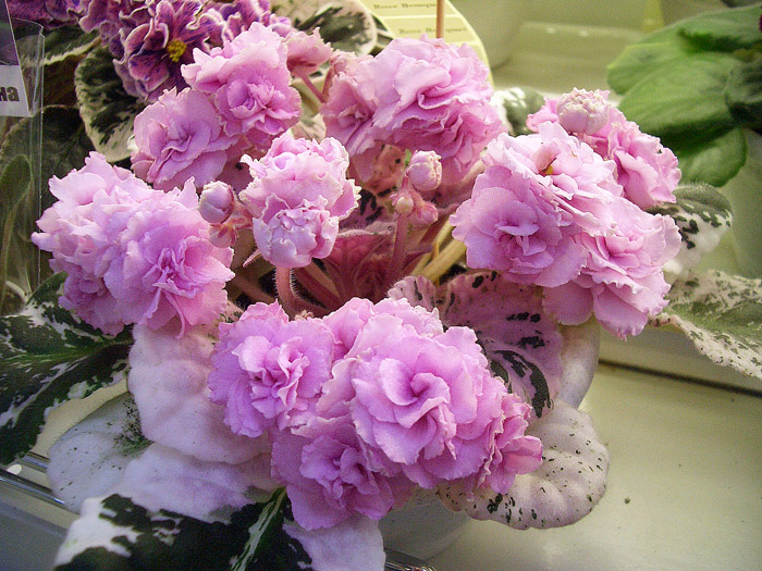 Rose Bouquet.jpg
