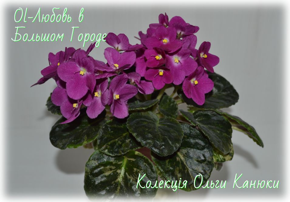Ol-Любовь в Большом Городе (Ольга Канюка)