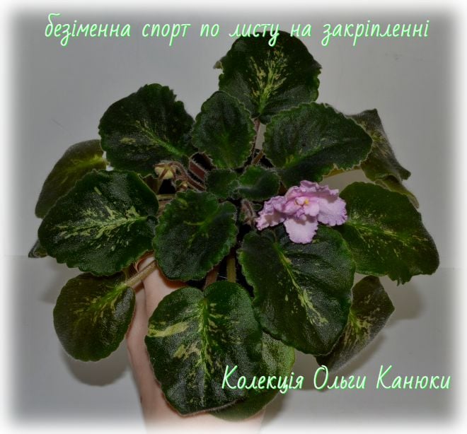 Ol-Сонячні Зайчики