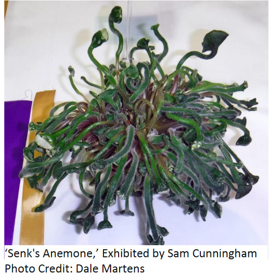 Senk's Anemone' is a Truly Unusual African Violet pdf.png