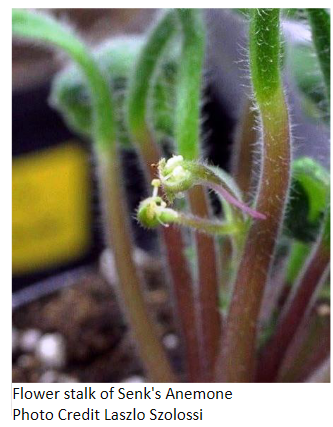 Senk's Anemone.png