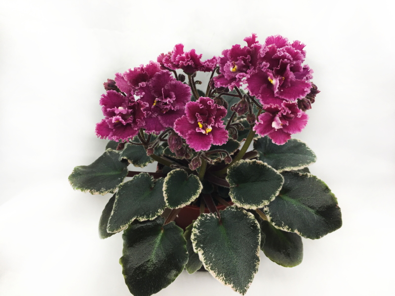 Jolly Frills (H.Pittman).