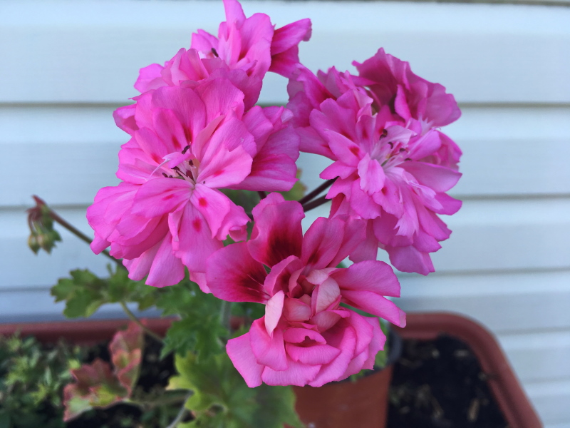 Unicorn Zonartic Rose