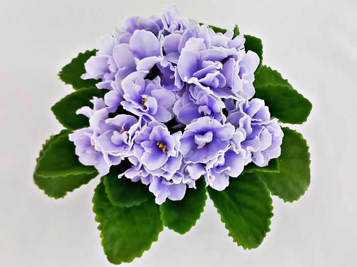 Blue Victoria.jpg
